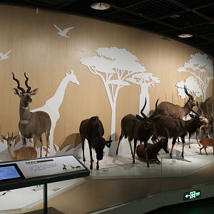 African antelopes - Shaanxi Nature Museum