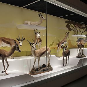 Springbok - Shaanxi Nature Museum