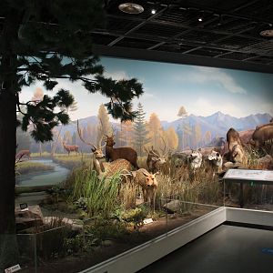 Eurasian Wildlife - Shaanxi Nature Museum
