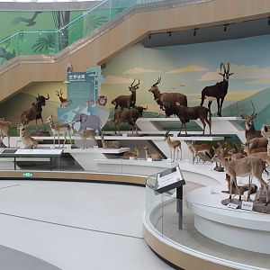 Shaanxi Nature Museum