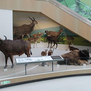 Shaanxi Nature Museum