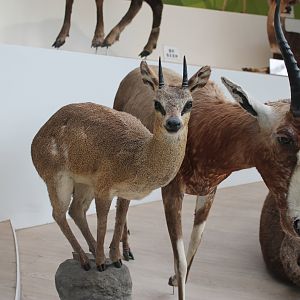 Klipspringer and Blesbok - Shaanxi Nature Museum