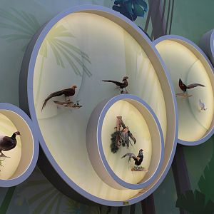 Birds - Shaanxi Nature Museum