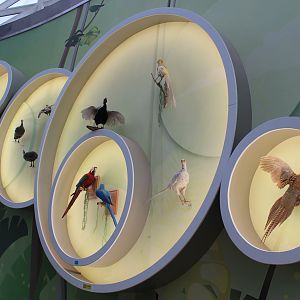 Birds - Shaanxi Nature Museum