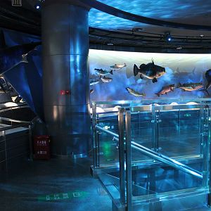 Fish, second floor - Shaanxi Nature Museum