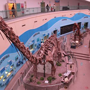 Dinosaurs - Shaanxi Nature Museum