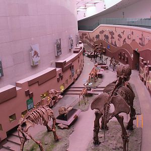 Extinct Mammals - Shaanxi Nature Museum
