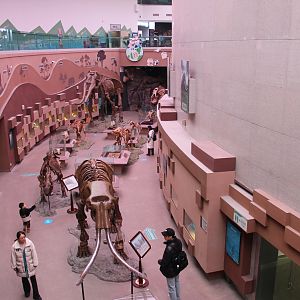 Extinct Mammals - Shaanxi Nature Museum