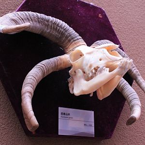 Four-horned Sheep - Shaanxi Nature Museum