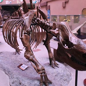Woolly Rhinoceros (Coelodonta antiquitatis) - Shaanxi Nature Museum