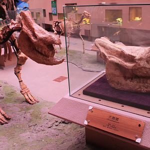 Chilotherium - Shaanxi Nature Museum