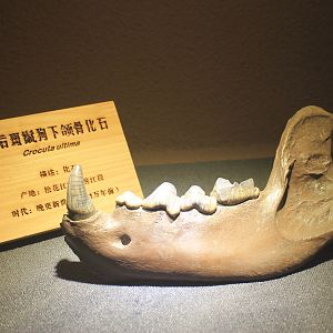 Cave Hyaena jawbone - Shaanxi Nature Museum