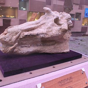 Kubanochoerus - Shaanxi Nature Museum