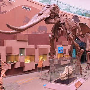 Stegodon - Shaanxi Nature Museum