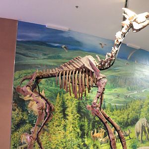 Palaeotragus (giraffid) - Shaanxi Nature Museum