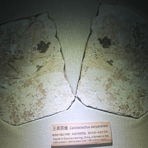 Caliobatrachus sanyanensis - Shaanxi Nature Museum