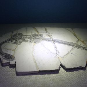 Hyphalosaurus rehensis - Shaanxi Nature Museum