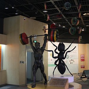 Insect displays - Shaanxi Nature Museum