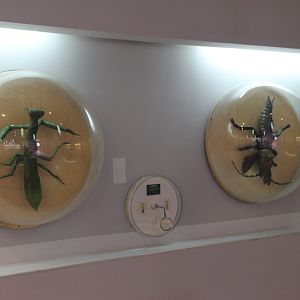 Insect displays - Shaanxi Nature Museum