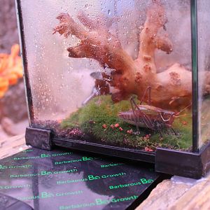 Chinese Bush Cricket (Gampsocleis gratiosa) - Shaanxi Nature Museum