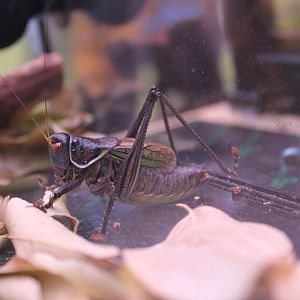 Chinese Bush Cricket (Gampsocleis gratiosa) - Shaanxi Nature Museum