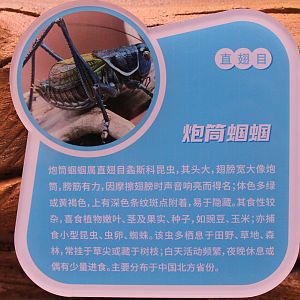 Chinese Bush Cricket (Gampsocleis gratiosa) signage
