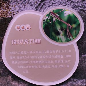 Narrow-winged Mantis (Tenodera angustipennis) signage