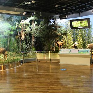 Qinling Wildlife - Shaanxi Nature Museum