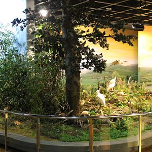 Qinling Wildlife - Shaanxi Nature Museum