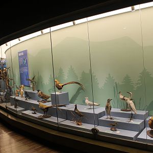 Qinling Wildlife - Shaanxi Nature Museum