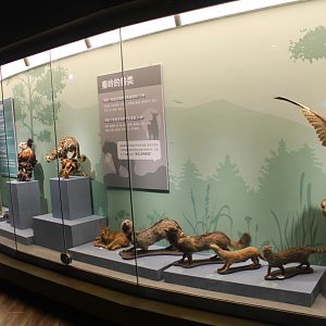 Qinling Wildlife - Shaanxi Nature Museum