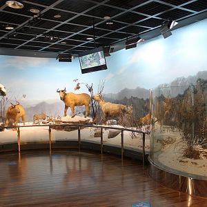 Qinling Wildlife - Shaanxi Nature Museum