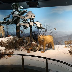 Qinling Wildlife - Shaanxi Nature Museum