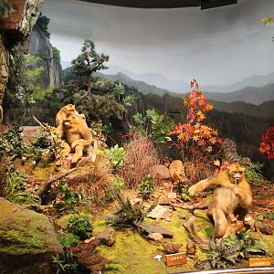 Qinling Wildlife - Shaanxi Nature Museum