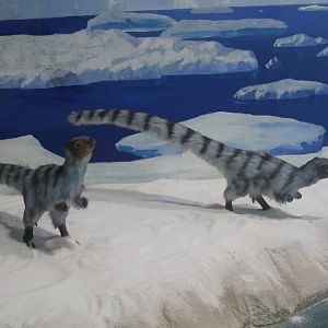 Leaellynasaura models - Shaanxi Nature Museum