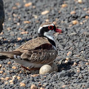 Black-fronted Dotterel