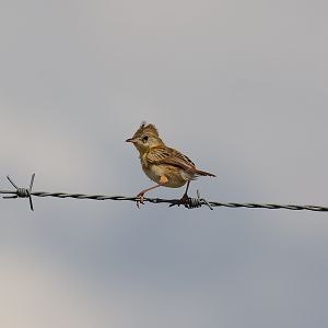 Golden-headed Cisticola