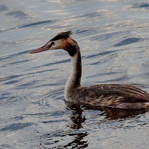 Great Crested Grebe