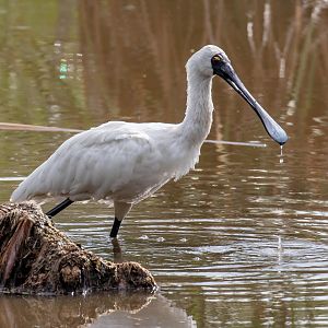 Royal Spoonbill