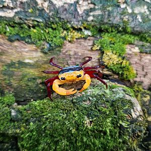 Borneo Blue Panda Crab (Lepidothelphusa menneri)