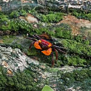 Apricot Vampire Crab (Geosesarma sp.)