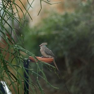 Blue-naped Mousebird (Urocolius macrourus)