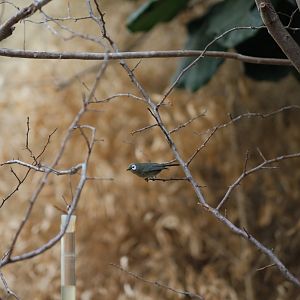 Kilimanjaro White-eye (Zosterops eurycricotus)
