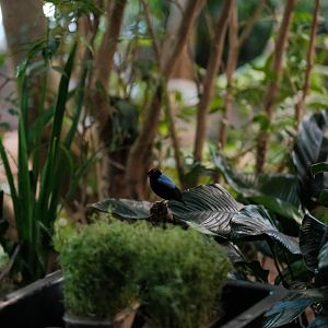 Male Blue-backed Manakin (Chiroxiphia pareola)