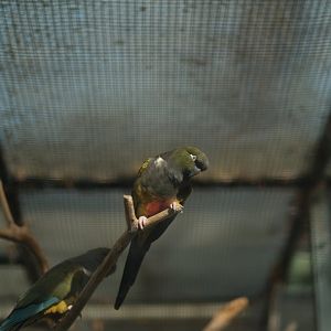 Burrowing Parrot (Cyanoliseus patagonus)