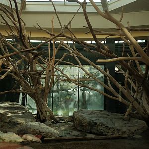 Western Black-and-white Colobus (Colobus polykomos)