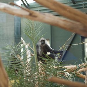 Western Black-and-white Colobus (Colobus polykomos)