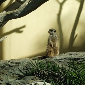 Meerkat (Suricata suricatta)