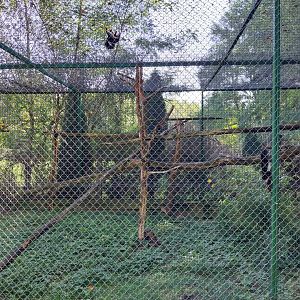 Zoo Lesne Zacisze (Lisow) - Sumatran Prevost's Squirrel (Callosciurus prevostii rafflesi)