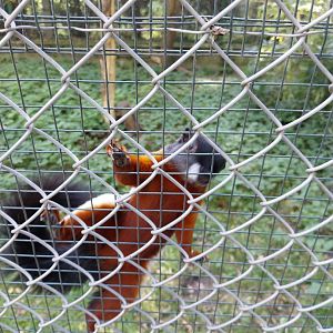 Zoo Lesne Zacisze (Lisow) - Sumatran Prevost's Squirrel (Callosciurus prevostii rafflesi)